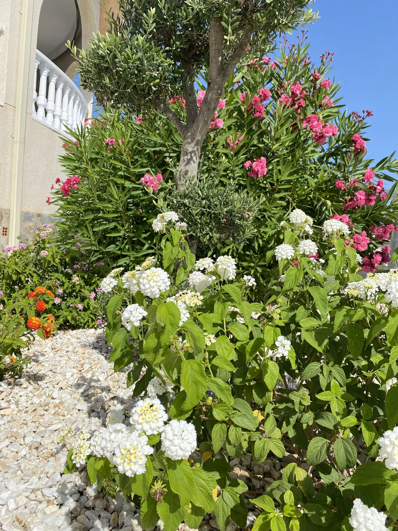 Costa Blanca – Villa – billede 1