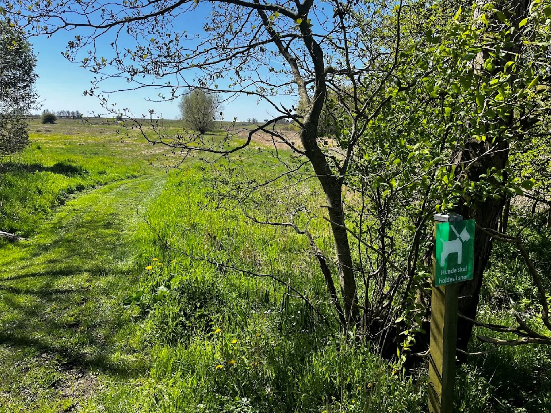 Lærkemose – billede 16